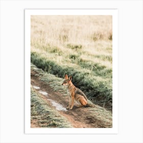 Coyote In Field Art Print