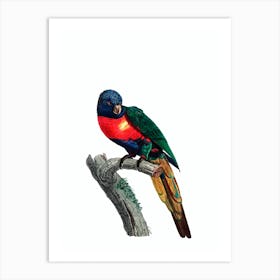 Vintage Plum Headed Parakeet Bird Illustration on Pure White 2 Art Print
