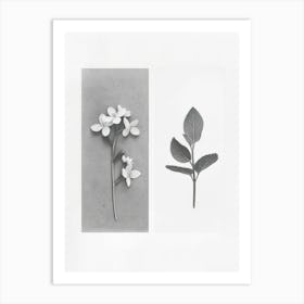 Forget Me Not Flower Photo Collage 3 Art Print