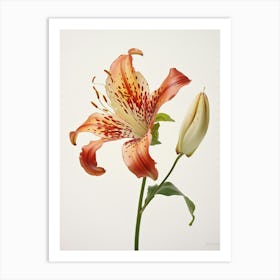 Pressed Flower Botanical Art Gloriosa Lily 1 Art Print