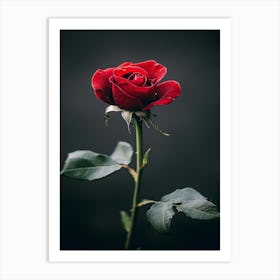 Red Rose On Black Background 72 Art Print