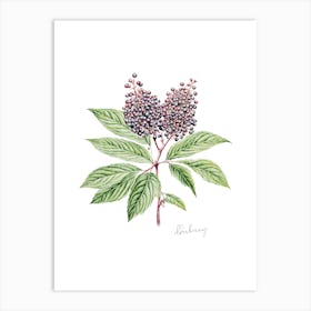 English Hedgerow Elderberry - Botanical Wall Print Set | Floral Collection Art Print Art Print