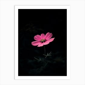 Pink Flower In The Dark Art Print