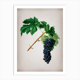 Vintage Black Aleatico Grape Botanical on Parchment n.0714 Art Print