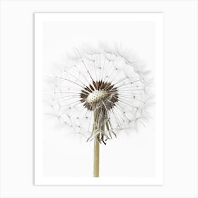 Dandelion 2 Art Print