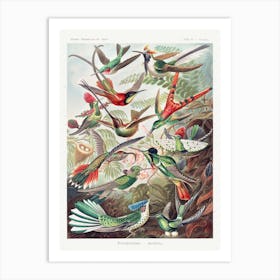 Trochilidae–Kolibris Vintage Tropical Birds, Ernst Haeckel Art Print