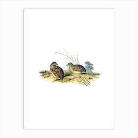 Vintage Chestnut Backed Buttonquail Bird Illustration on Pure White n.0228 Art Print