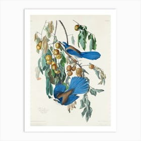 Loggerhead Shrike, Birds Of America, John James Audubon Art Print