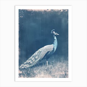 Blue Peacock In A Field Cyanotype Inspired Art Print