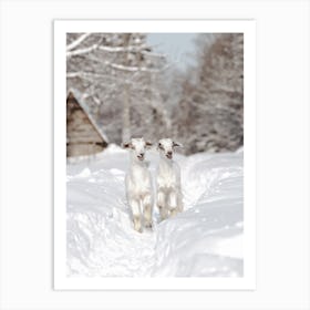 Baby Goats In Snow Art Print