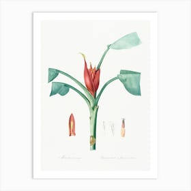 Scarlet Banana, Pierre Joseph Redoute Art Print