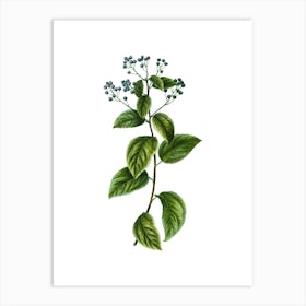 Vintage New Jersey Tea Botanical Illustration on Pure White n.0296 Art Print