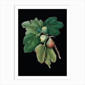 Vintage Common Fig Botanical Illustration on Solid Black n.0180 Art Print