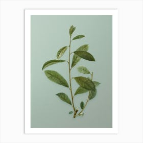 Vintage Grey Willow Botanical Art on Mint Green n.0084 Art Print