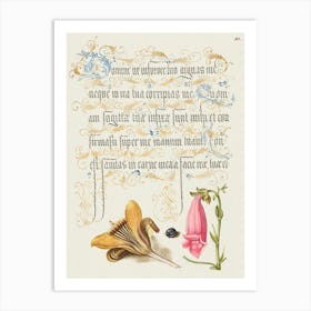 Cloth Of Gold Crocus, Beetle, And Foxglove From Mira Calligraphiae Monumenta, Joris Hoefnagel Art Print