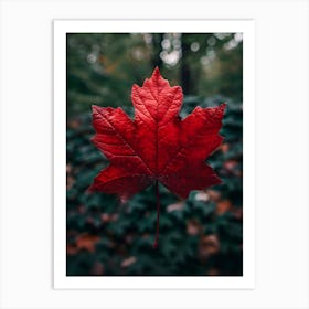 Red Maple Leaf Art Print