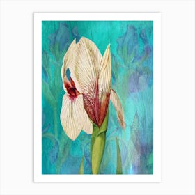 White Iris Art Print