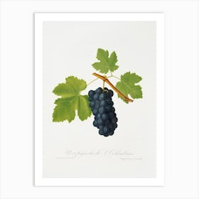 San Colombano Grapes (Vitis Vinifera Sancti Colombani) From Pomona Italiana (1817 1839), Giorgio Gallesio Art Print