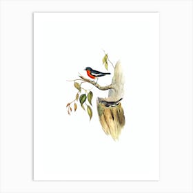Vintage Flame Breasted Robin Bird Illustration on Pure White n.0189 Art Print