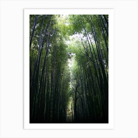 Bamboo Forest Art Print