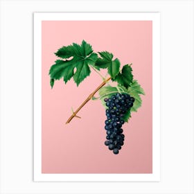 Vintage Black Aleatico Grape Botanical on Soft Pink n.0814 Art Print