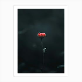 Single Red Flower 14 Art Print