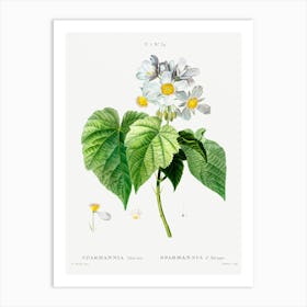 Sparmannia Africana, Pierre Joseph Redoute Art Print