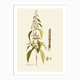 Ginkgo Biloba 3 Art Print