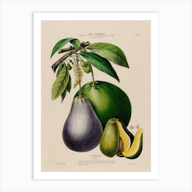 Figs And Pears 1 Art Print