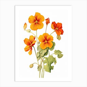 Nasturtiums Flower Vintage Botanical 0 Art Print