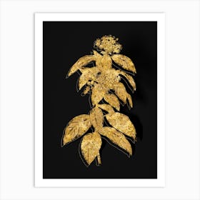 Vintage Laurustinus Botanical in Gold on Black n.0119 Art Print