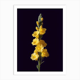 Yellow Flowers On A Black Background Art Print