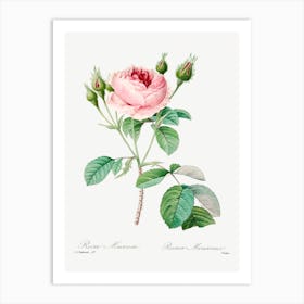 Cabbage Rose, Pierre Joseph Redoute 1 Art Print