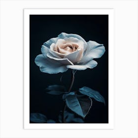 White Rose 6 Art Print