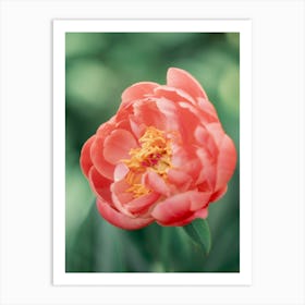 Coral Charm Peony Art Print