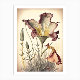 Desert Mariposa Lily Wildflower Vintage Botanical Art Print