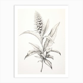 Ginger Vintage Botanical Herbs 1 Art Print