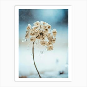 Frozen Flower No 2 Art Print