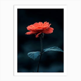 Dark Rose 168 Art Print