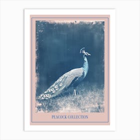 Blue Peacock In A Field Cyanotype Inspired Poster Art Print