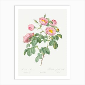 Semi Double Variety Of Tomentose Rose, Pierre Joseph Redoute Art Print