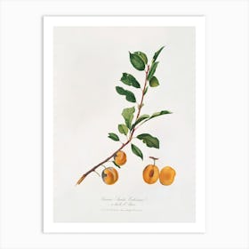Apricot (Prunus Sanctae Catherinae) From Pomona Italiana (1817 -1839), Giorgio Gallesio Art Print