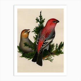 Rufous-Sided Warbler 1 Art Print