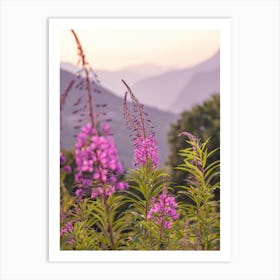 Pink flowers in the alps in France at sunset - floral mountain nature and travel photography by Christa Stroo Photography. Art Print