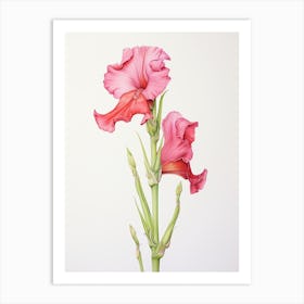 Gladiolus Flower Vintage Botanical 2 Art Print