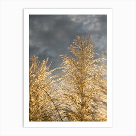 Golden pampas grass and grey clouds Art Print
