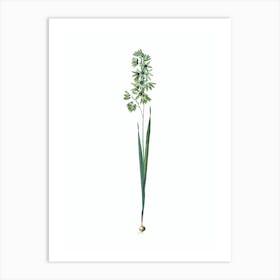 Vintage Turquoise Ixia Botanical Illustration on Pure White n.0462 Art Print