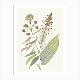 Boneset Spices And Herbs Pencil Illustration 1 Art Print