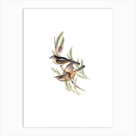 Vintage Buff Bellied Shrike Thrush Bird Illustration on Pure White n.0097 Art Print