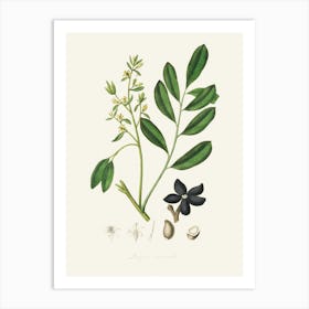 Vintage Botanical John Stephenson and James Morss Churchill Art Print_2731678 Art Print